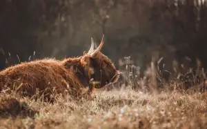 Jak Dlouho Trvá Kolonoskopie