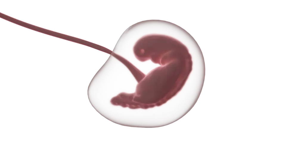 Embryolog Plat